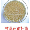 Bacillus subtilis for feed to promote growth